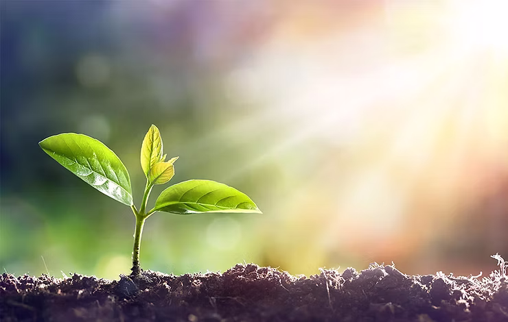 Jonge groene plant die groeit in het zonlicht als symbool van geestelijke groei, toenemend inzicht en voortgang in Gods waarheid.